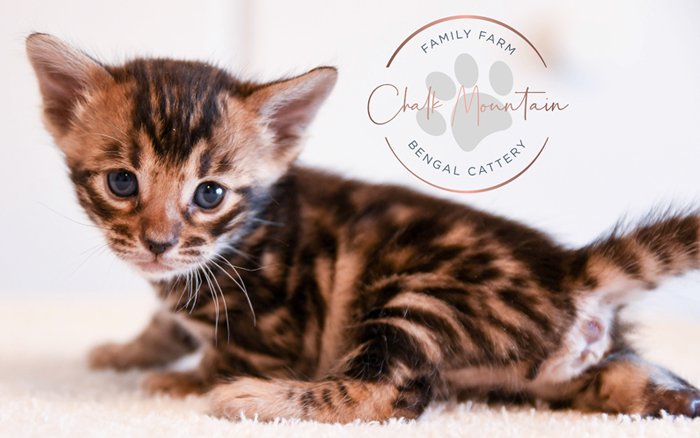 Bengal kitten for sale